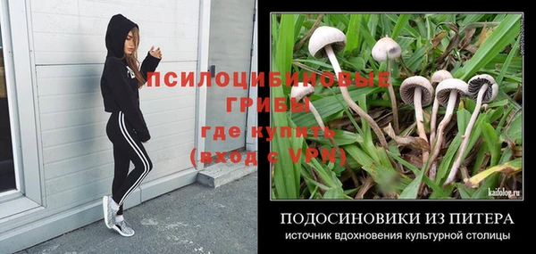 прущие грибы Карпинск
